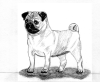 (17) Fawn Pencil Pug