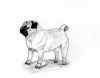 (18) Fawn Pencil Pug