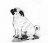 (19) Fawn Pencil Pug