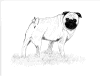 (7) Fawn Pencil Pug
