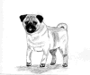 (16) Fawn Pencil Pug
