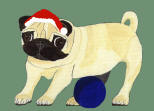 (HA21) - Holiday Fawn Pug Blue Ball