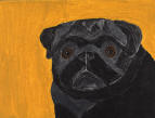 (A9) Black Pug with mustard background