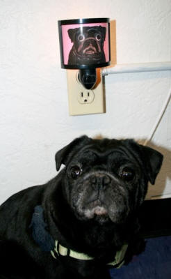 Chupa loves her night light - Design A50