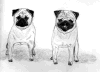(5) Fawn Pencil Pugs