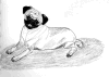 (6) Fawn Pencil Pug