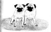 (8) Fawn Pencil Pugs