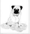 (9) Fawn Pencil Pug