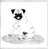(10) Fawn Pencil Pug