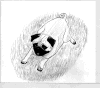 (11) Fawn Pencil Pug