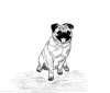 (15) Fawn Pencil Pug