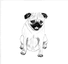 (12) Fawn Pencil Pug