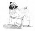 (1) Fawn Pencil Pug