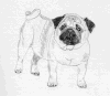 (2) Fawn Pencil Pug