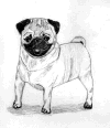 (3) Fawn Pencil Pug