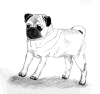 (4) Fawn Pencil Pug