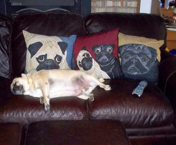 The Slimmer Pugs love their new pillows! Photos courtesy of Cheryl & Mindy S., KS