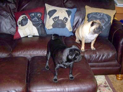 The Slimmer Pugs love their new pillows! Photos courtesy of Cheryl & Mindy S., KS