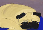(A42) Fawn Pug sleeping on blue rug