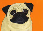 (A47) Fawn Pug with orange background