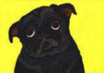 (A55) Black Pug with yellow background