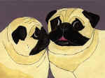 (A19) 2 Fawn Pugs with lavendar background