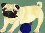 (A21)  Fawn Pug with blue ball