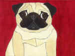(A22) Fawn Pug with red background