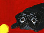 (A29) Black Pug pouting with red background