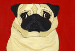 (A31) Fawn Pug with red background