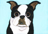 Boston Terrier with Blue Background