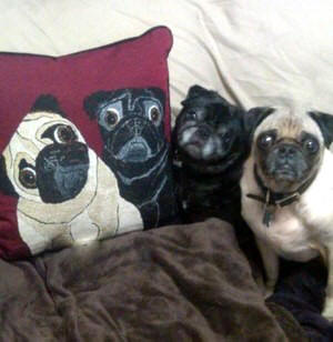 Ozzy & Pugsley love their new pillow! Photo courtesy of Leslie D., MA