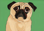 (A89) Fawn Pug with Green bkg