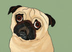 (A92) Fawn Pug ~ Standing By