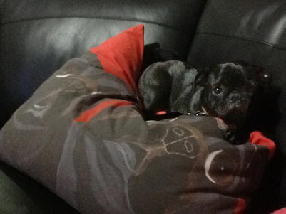 Sydney loves his dog bed!