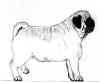 (13) Fawn Pencil Pug