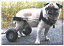 Eddie's Wheels for Pets
