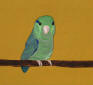 Parrotlet Art by Melissa Langer
