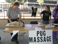 Pug Massage and Pedicures!