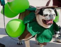 Colorado Pugs In the Park ~ 2011