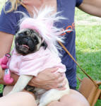 Colorado Pugs In the Park ~ 2011