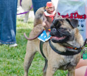 Colorado Pugs In the Park ~ 2011