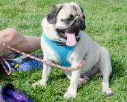 Colorado Pugs In the Park ~ 2011