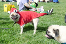 Colorado Pugs In the Park ~ 2011