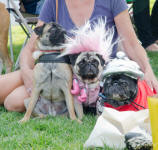 Colorado Pugs In the Park ~ 2011