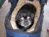 Happy Pugs everywhere...Seniors and Puppies!