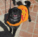 Lovable Pugs needing forever homes.