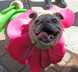 What a happy flower pug!