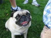Colorado Pugs In the Park ~ 2009