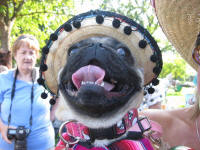 Colorado Pugs In the Park ~ 2009